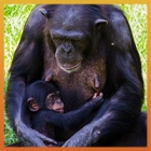 One Life: Chimpanzees