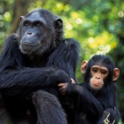 One Life: Chimpanzees