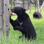 #9Lives: People around the world give new lives to nine bears rescued from extreme cruelty