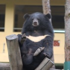 #Moonbearmonday: A Game of Thrones