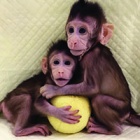 Horror as scientists give cloned monkeys brain disorders for medical testing