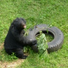 Rescued moon bears marvel at something totally new