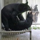 Caged side by side for 15 years - these rescued moon bears just met