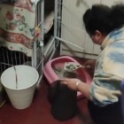 Pets at the centre of the coronavirus crisis in Wuhan separated from their families are helped by Animals Asia support