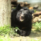 #Moonbearmonday: Cool, calm Crystal