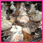 Victory! 67 dogs saved from dog meat trade in Indonesia