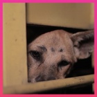 Three more regions in Indonesia go dog meat free