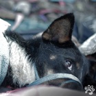 Indonesian region announces action plan to end dog meat trade after exposé of cruelty