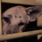 Tidal wave of change sweeping away Indonesia’s dog meat trade