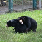 Rescued sun bear best friends are all smiles as they wrestle together on the grass