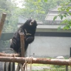 This bear survived a bear bile farm – now nothing is out of reach