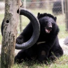 Olsen Animal Trust ensures long-suffering bears can enjoy pain-free futures