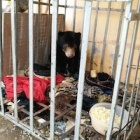 BREAKING: Sun bear cub rescued in Vietnam