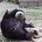 #MoonBearMonday: Watch rescued bear try to play with all her toys at once