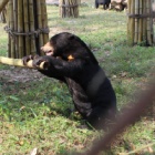 It’s not lonely at the top – it’s just how sun bear Dorle likes it