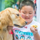 International Assistance Dog Week: How I’ve seen therapy dogs change lives for the better