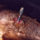 New documentary profiles horrors of bear bile farming