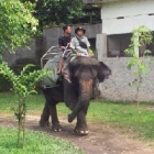 The truth about elephant riding