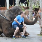 Don’t be fooled into elephant abuse