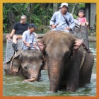 Animals Asia urges UK government to not back away from law to protect wild animals abroad