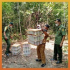 Pangolin scales, songbirds and baby gibbons recovered in undercover raid on illegal wildlife traders in Indonesia