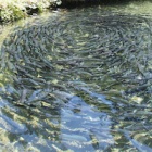 Fish farming: the hidden animal welfare disaster happening right under our feet