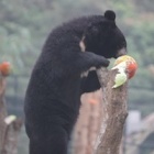 #Moonbearmonday: 10 photos that show bears are awful footballers