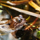 #SaveTheFrogsDay: The croaky amphibians who are a key indicator of environmental health