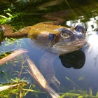 #SaveTheFrogsDay: The croaky amphibians who are a key indicator of environmental health