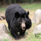 Carers mourn as moon bear Ginny passes away after 18 years of sanctuary