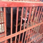 Rescued from bile farms - the 