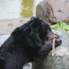 After years caged on a bile farm – see Gizmo taste freedom