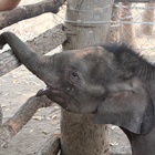 Dramatic attempt to introduce elephant calf to herd is caught on camera