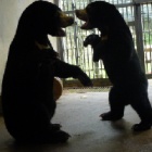 These rescued bear cubs lost mothers – but found a family