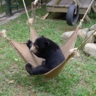 How traumatised sun bear Goldie is learning to play