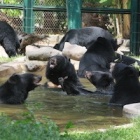 Is this the greatest ever picture of rescued bears?