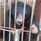 BREAKING: Halong Bay bears set for rescue