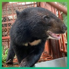 Animals Asia welcomes six more bears to our Vietnam sanctuary