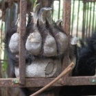 More bear deaths at Halong Bay farms prompt controversy