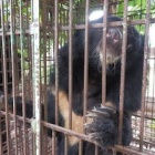 Protected species dying on a mass scale in Vietnam