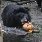 Halloween hijinks  hit our Vietnam and China Bear Rescue Centres!
