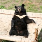 Ten amazing photos that prove rescued bears love hammocks