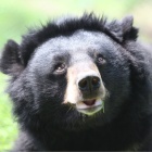 Time and again, this moon bear beat the odds – but last month his luck ran out
