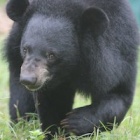 #Moonbearmonday: Hector arrived blind, now watch him forage
