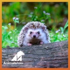 ONE LIFE: Hedgehog Day