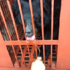 Last Quang Ninh bear rescue - live timeline