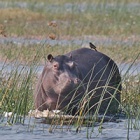 Hippos: Aggressive and deadly, but also vital to Africa’s ecosystems