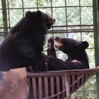 State rescue centres upgraded as Vietnam prepares to end bear bile farming