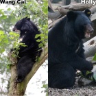 #Moonbearmonday: whatever happened to Holly and Wang Cai?