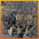 Indonesia police take action to combat the dog meat industry